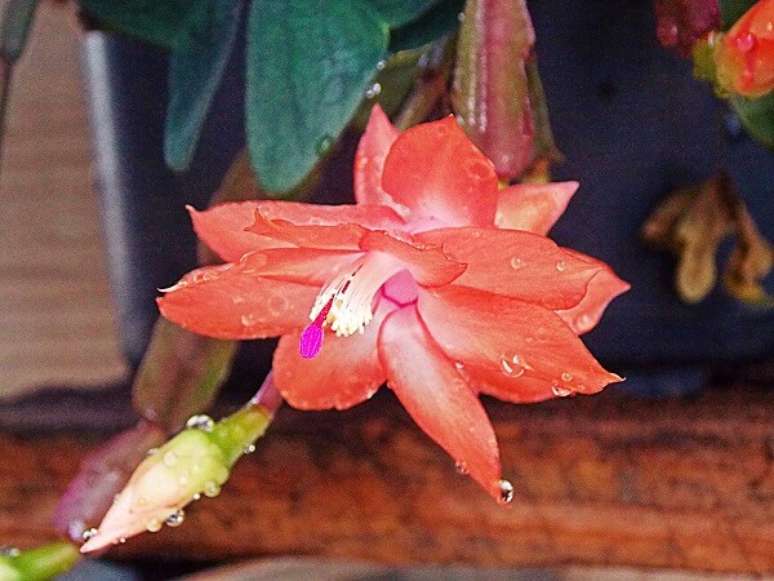 28. O tom vibrante laranja fica incr&iacute;vel na planta &ndash; Foto: Flickr