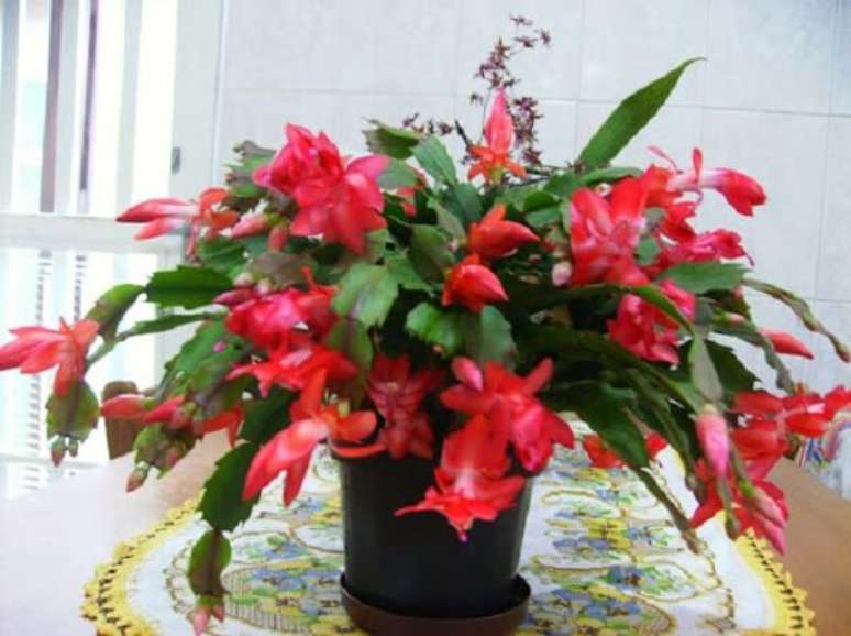 27. O tom de vermelho &eacute; um dos mais bonitos da flor &ndash; Foto: Sonya planta arranjo