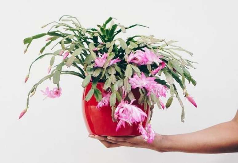 Flor de Maio: Dicas de Como Cuidar e +40 Arranjos Lindos