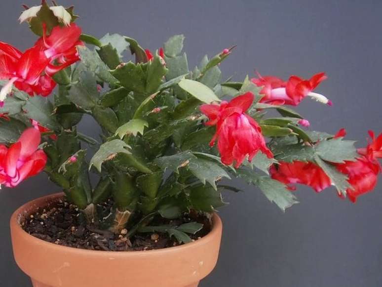 22. Seu cultivo em vasos tamb&eacute;m &eacute; poss&iacute;vel &ndash; Foto: Veja