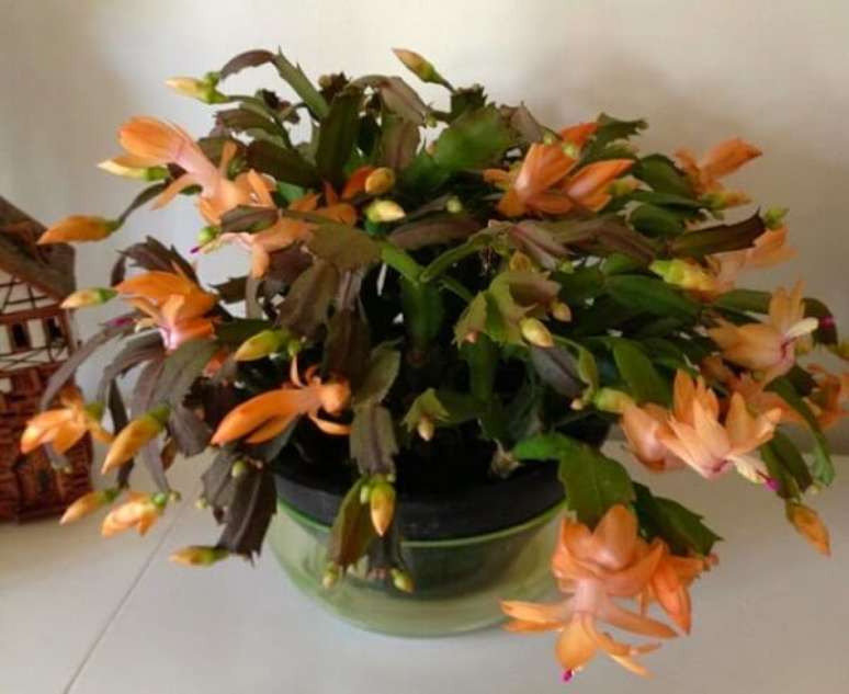 21. A planta na cor laranja produz um &oacute;timo efeito na decora&ccedil;&atilde;o &ndash; Foto: Vida selvagem e urbana