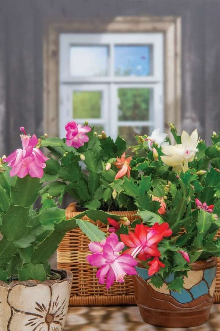 19. Nudas com cores diferentes d&atilde;o um &oacute;timo efeito em um jardim &ndash; Foto: Revista Natureza