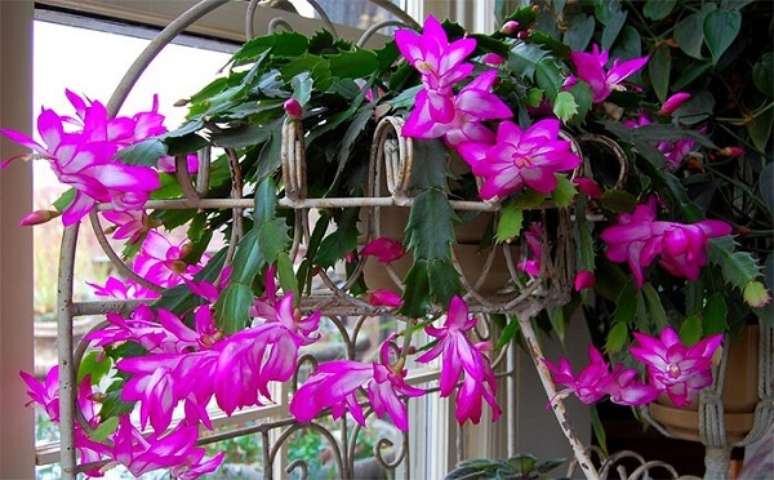 18. O efeito do vaso suspenso com a flor de maio é perfeito – Foto: Blog plantei