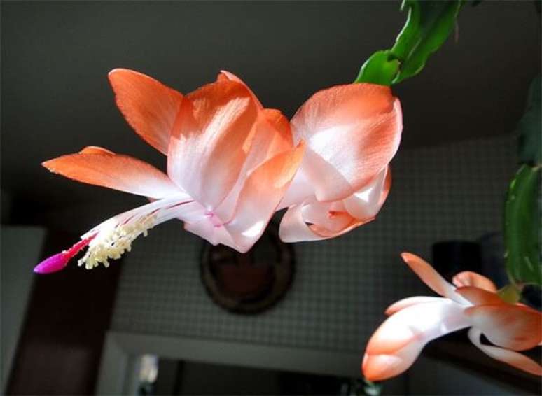 5. A flor de maio laranja também é considerada híbrida, pois sua coloração não é originária – Foto: Via Pinterest