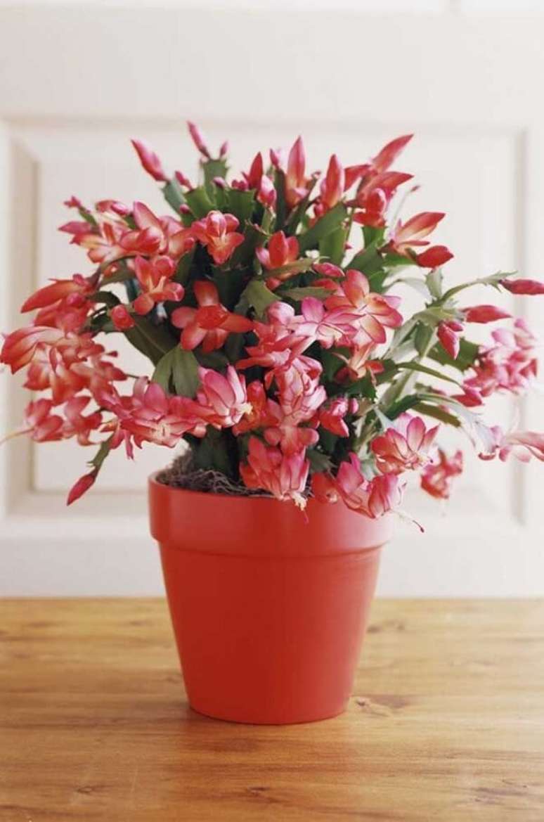 9. A planta no auge de sua floração é belíssima – Foto: Via Pinterest