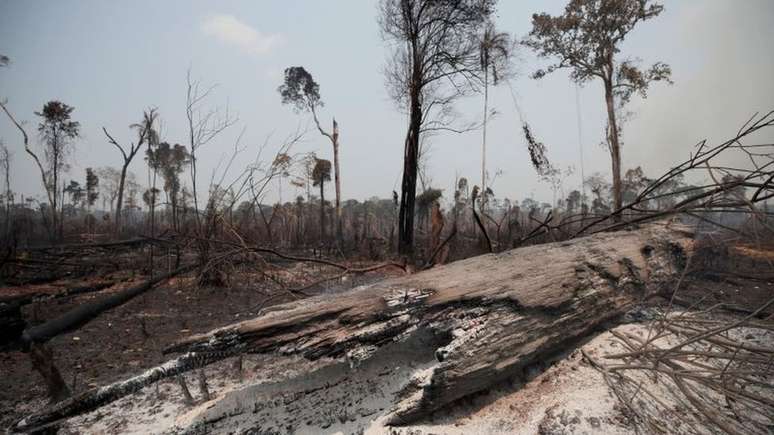 Com a atenção do mundo voltada para a pandemia, haverá menos pressão internacional pela conservação da floresta