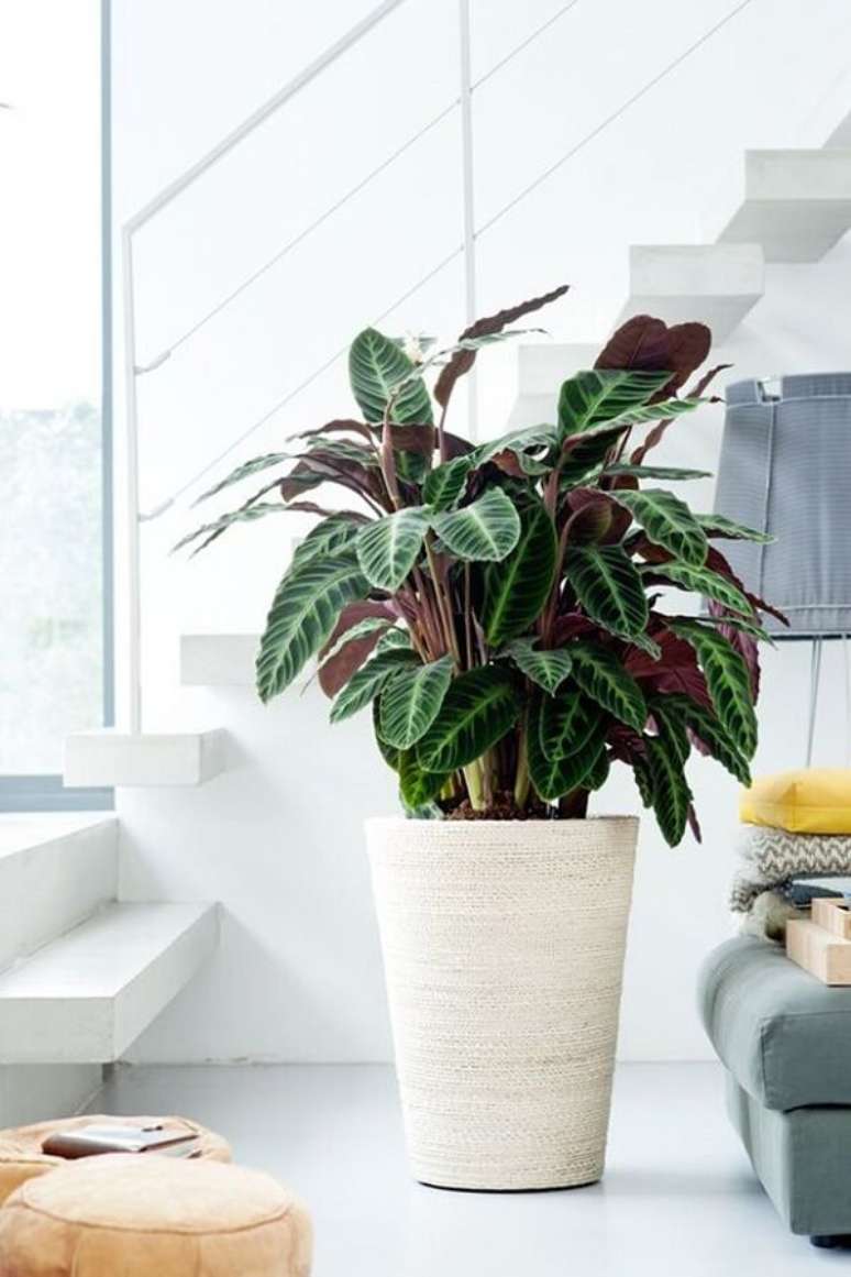 43. A planta maranta cinza riscada tem traços finos na folhagem. Fonte: Pinterest