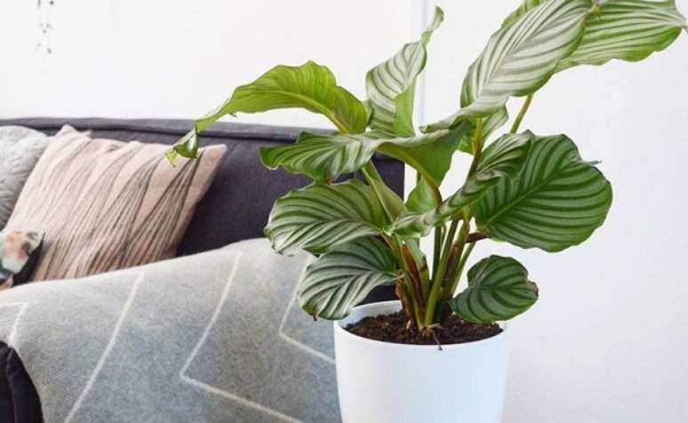 14. A maranta como cuidar n&atilde;o precisa receber muita luz solar. Fonte: Pinterest