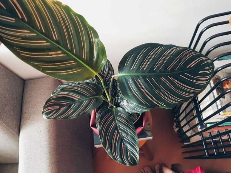 25. A maranta riscada decora o ambiente. Fonte: Pinterest