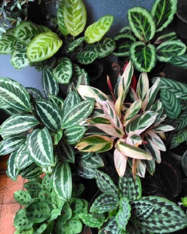 21. As marantas s&atilde;o conhecidas como as plantas rezadeiras. Fonte: Pinterest