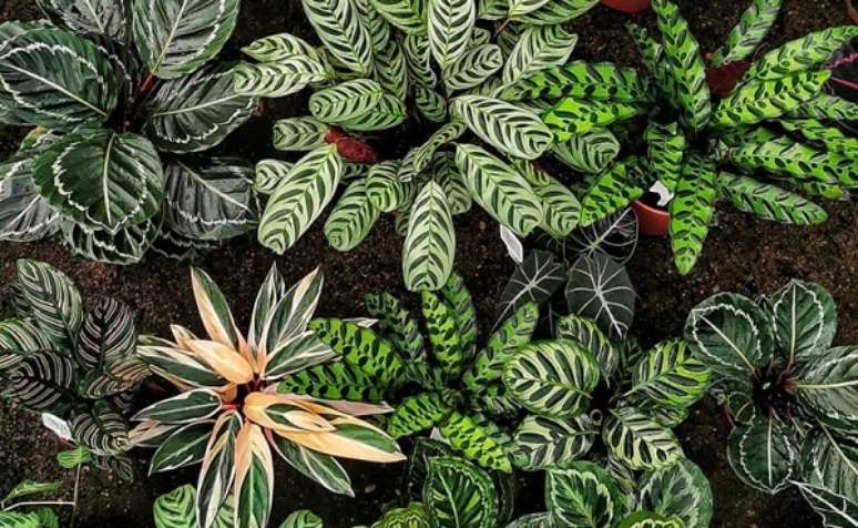 8. Cultive diferentes tipos de maranta como cuidar no seu jardim. Fonte: Pinterest