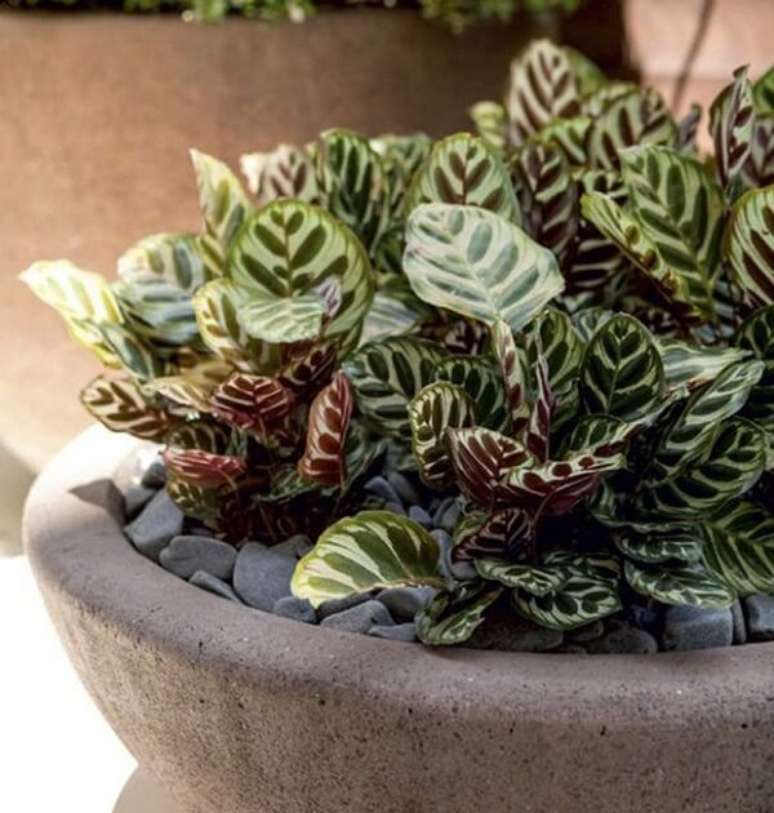 34. Cultive sua maranta em um vaso de cimento. Fonte: Pinterest