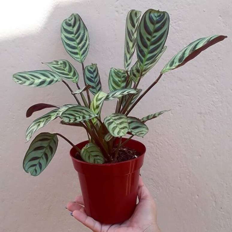 39. Decore seu ambiente com maranta. Fonte: Pinterest
