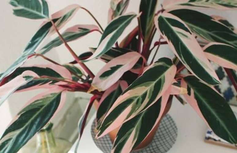 28. A maranta rosa traz um toque de cor para o espa&ccedil;o. Fonte: Pinterest