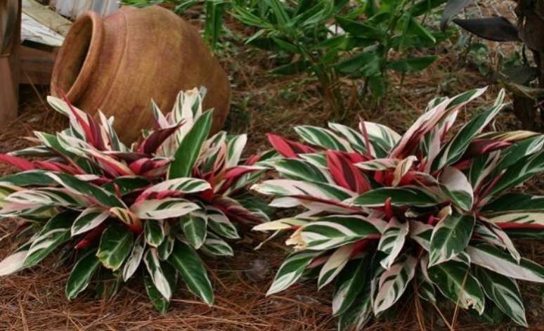 3. Maranta tricolor cultivada no jardim. Fonte: Pinterest