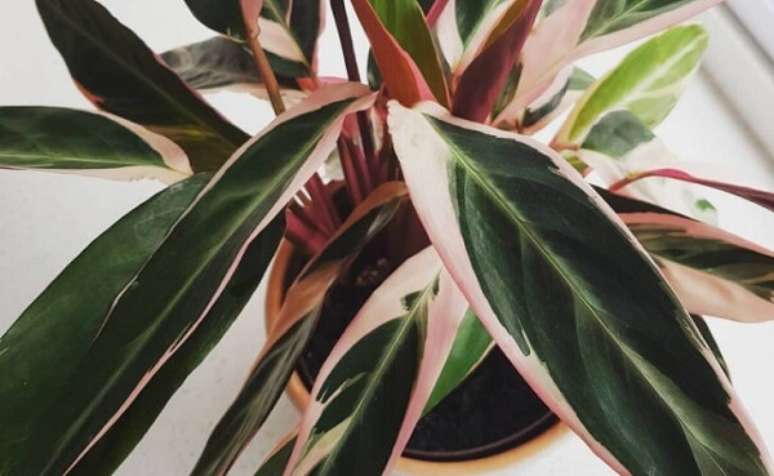 23. Modelo de maranta rosa tricolor. Fonte: Pinterest