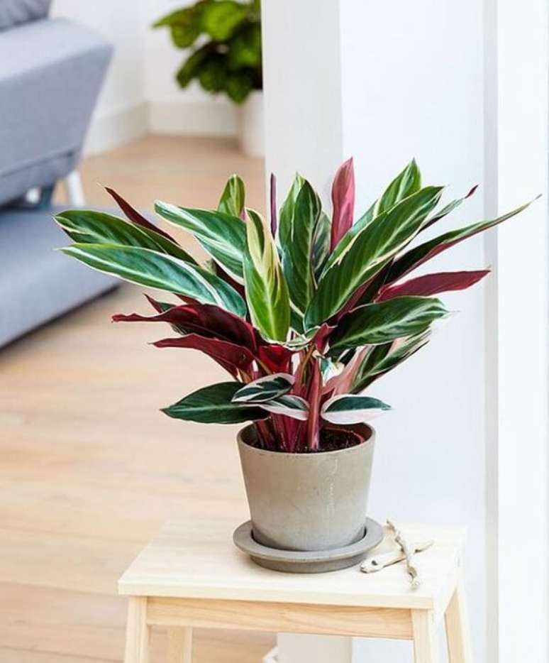41. N&atilde;o deixe sua maranta exposta diretamente no sol. Fonte: Pinterest