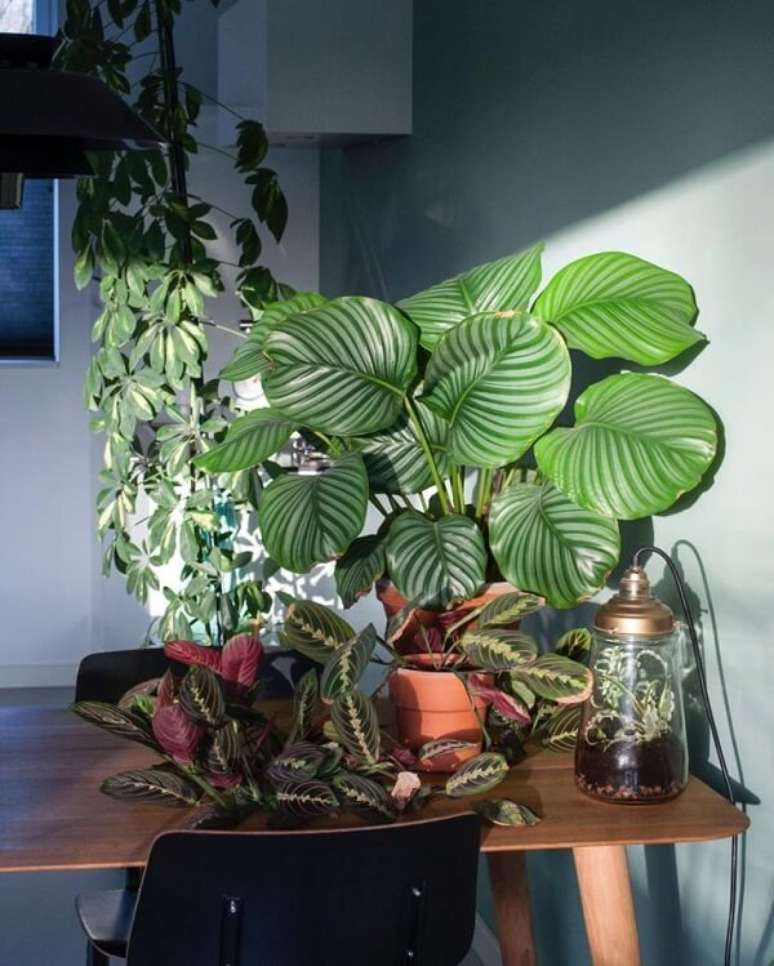 17. N&atilde;o tem como n&atilde;o se encantar com as folhas da maranta. Fonte: Maykel & Brechje