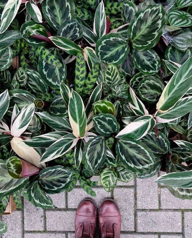 40. O crescimento das folhas da maranta pode chegar at&eacute; 1 metro. Fonte: Pinterest