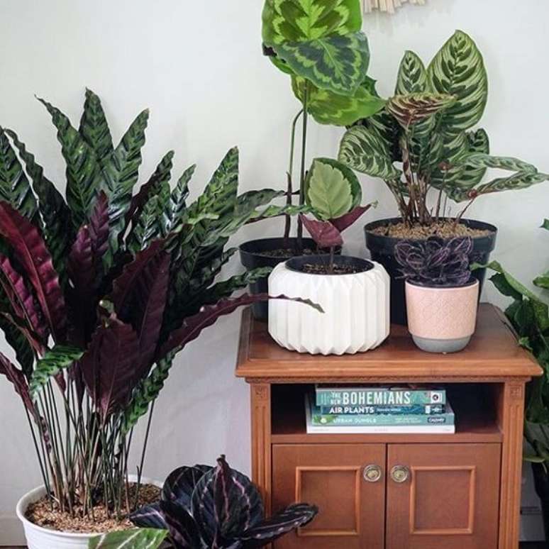 31. Reserve um espa&ccedil;o especial para cultivar maranta em casa. Fonte: Pinterest