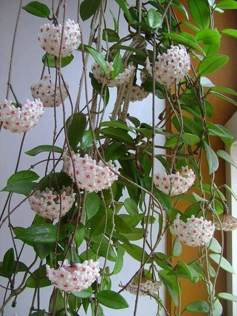 11. Mais um tipo de plantas pendentes com flores a flor de cera é linda e super delicada – Foto: Pinterest