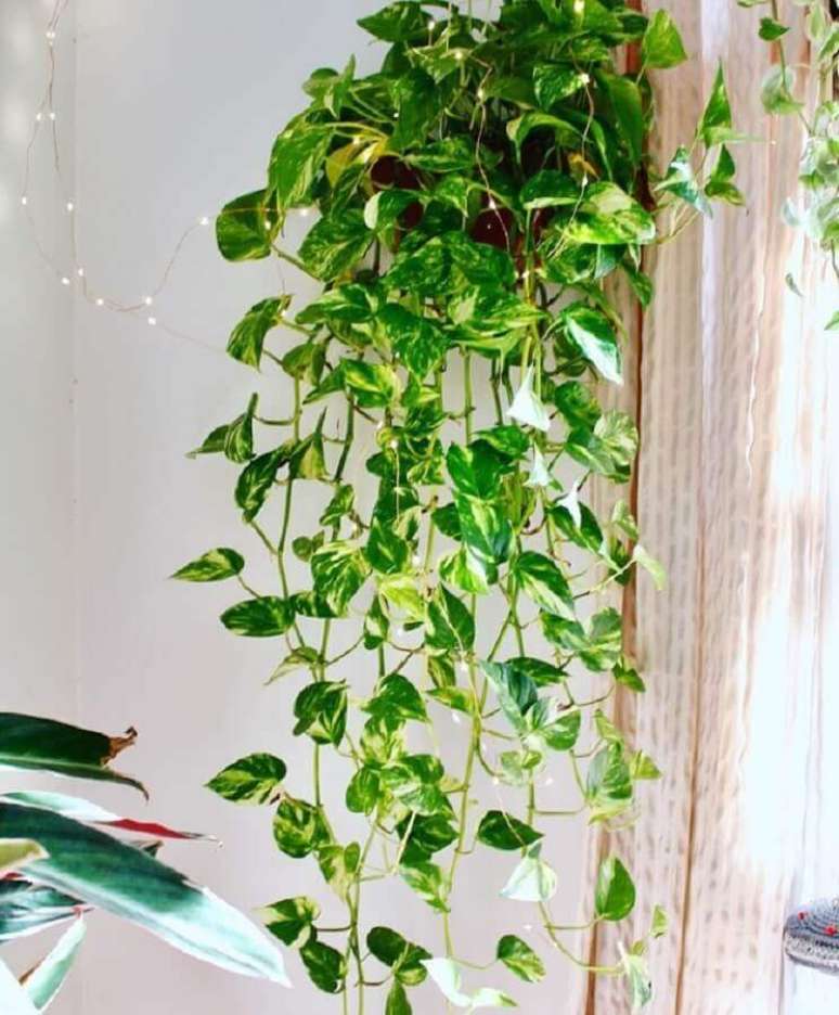 9. Invista nas plantas pendentes jibóia para a decoração de sua casa – Foto: Pinterest