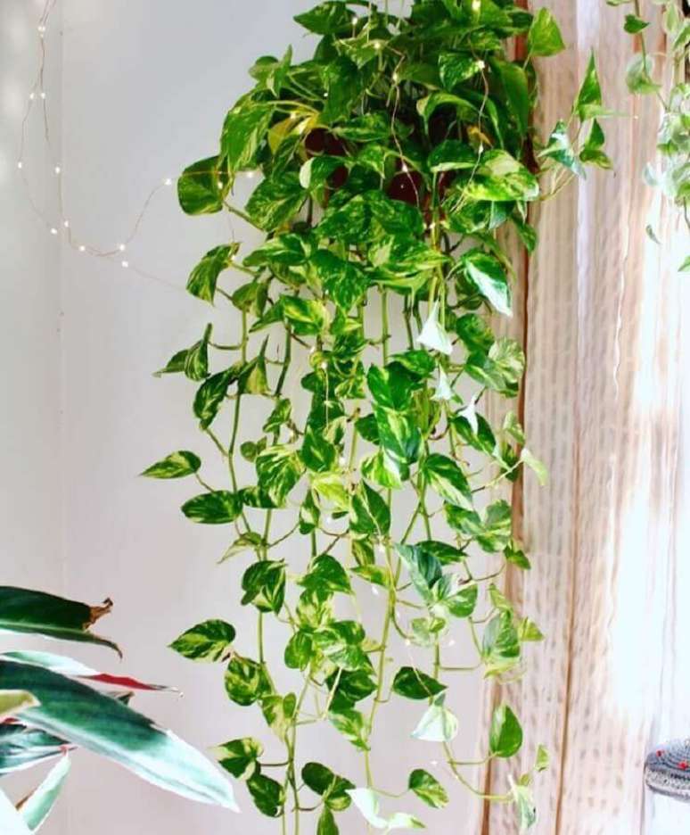 9. Invista nas plantas pendentes jib&oacute;ia para a decora&ccedil;&atilde;o de sua casa &ndash; Foto: Pinterest