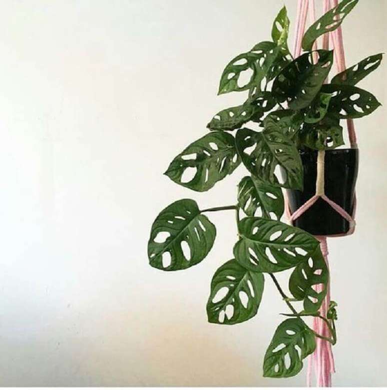 5. As plantas pendentes de sombra monstera oblíqua possuem recortes em suas folhas – Foto: Pinterest