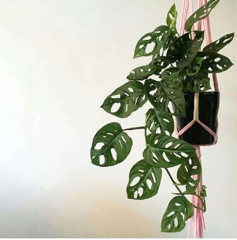 5. As plantas pendentes de sombra monstera obl&iacute;qua possuem recortes em suas folhas &ndash; Foto: Pinterest