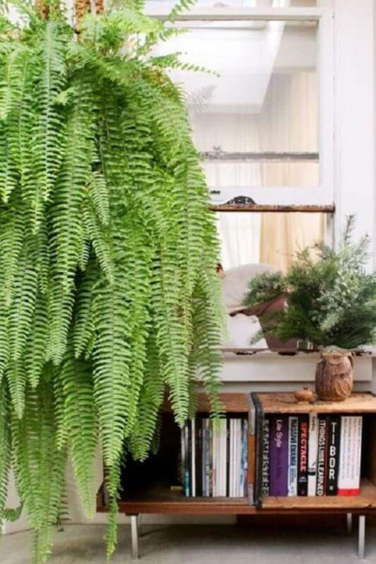 34. Samambaia quando bem cuidado são plantas pendentes lindas – Foto: Pinterest