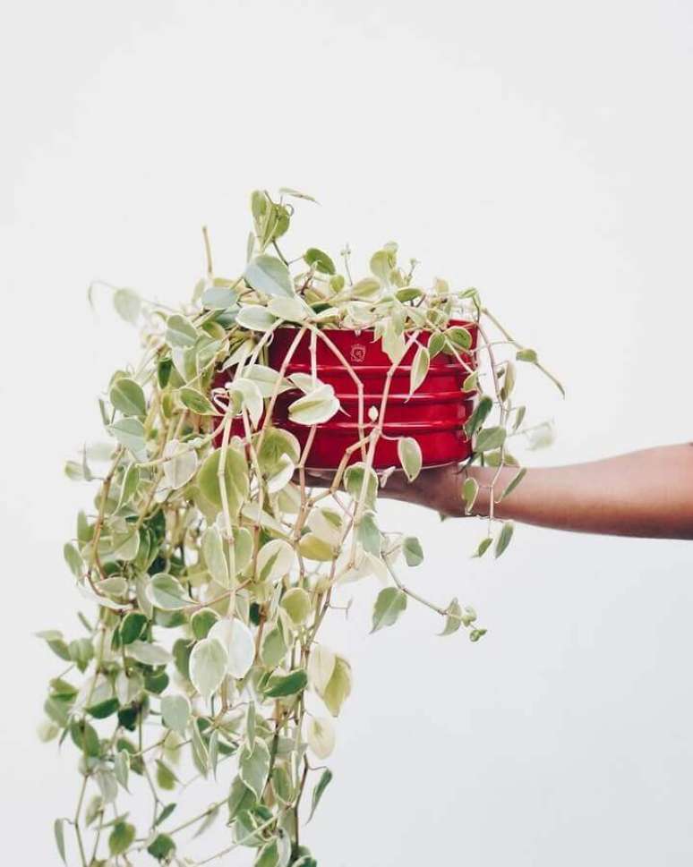35. Vaso com planta pendente – Foto: Pinterest
