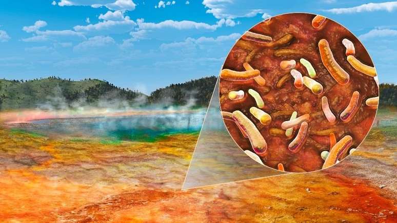 A bact&eacute;ria que Brock chamou de Thermus aquaticus sobrevive a altas temperaturas