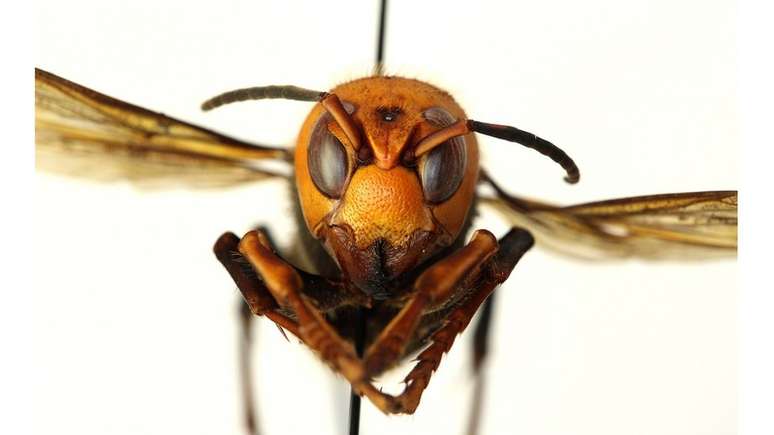 Entidade americana pediu que apicultores e moradores comuniquem imediatamente qualquer encontro com 'vespas assassinas' para evitar a propagação delas