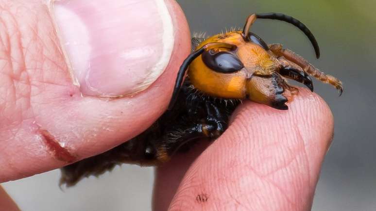 Presença das vespas gigantes asiáticas causou comoção nas redes sociais e chegou a ficar entre assuntos mais comentados do Twitter nos EUA