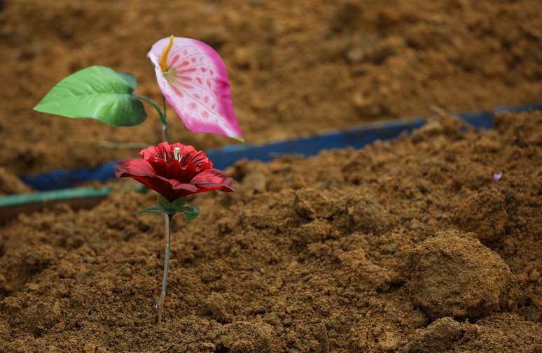 Flor em cemitério durante enterro de vítimas de Covid-19 em Manaus
28/04/2020
REUTERS/Bruno Kelly