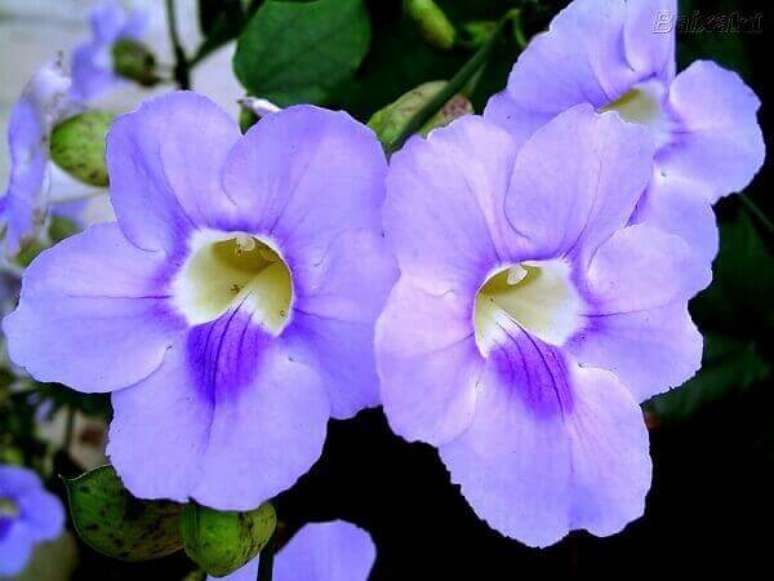4- Flores de trepadeira da Tumbérgia azul: Fonte Planta Sonya