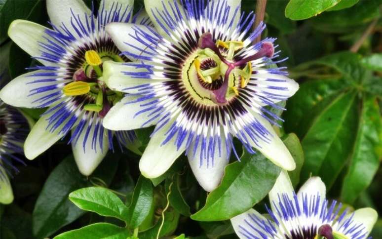 30- Trepadeira flor de maracujá. Fonte: Agora MT