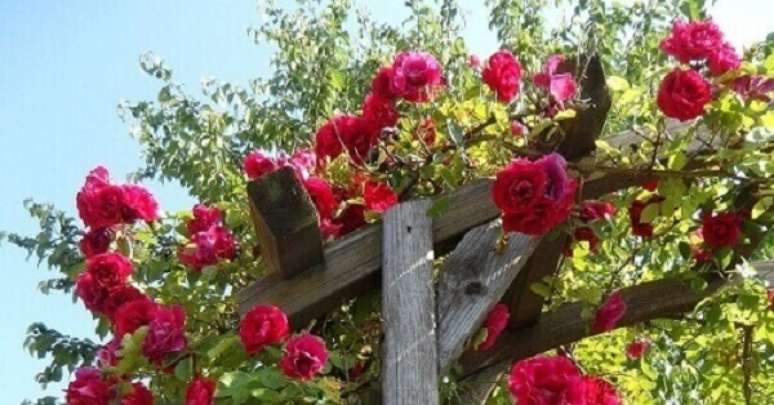 25- Rosa em estrutura de madeira rústica. Fonte: Pinterest