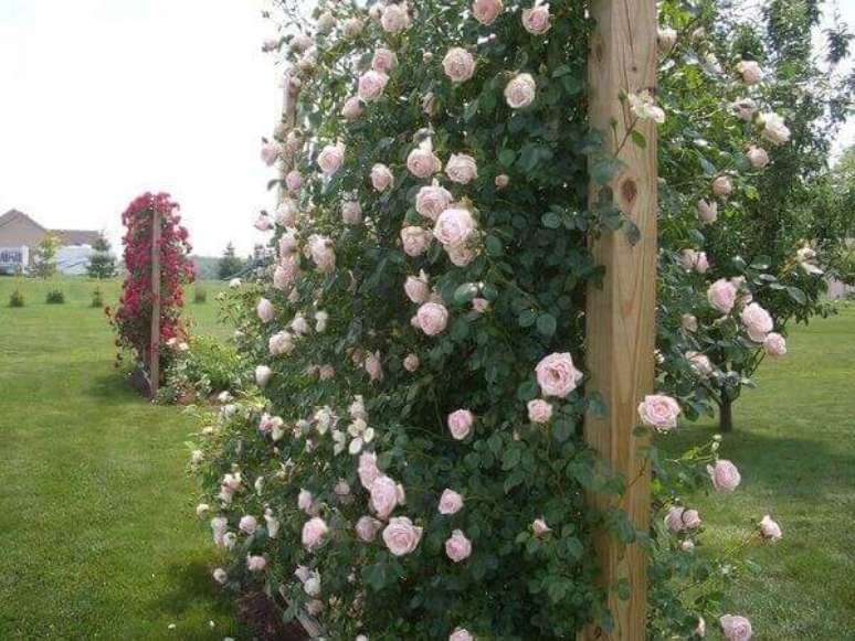 3- Rosa  plantada em estrutura de madeira. Fonte: Jardim Exótico