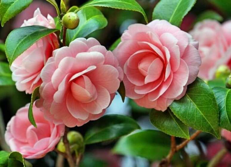 41- Rosas e camélias cor-de-rosa. Fonte: Pinterest