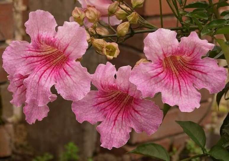 40- Trepadeira de Flor sete léguas. Fonte: Jardinagem e Paisagismo