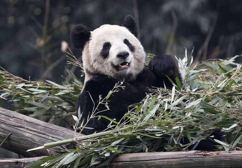 Panda gigante Er Shun no zool&oacute;gico em Chongqing
11/02/2012
REUTERS/Chris Wattie