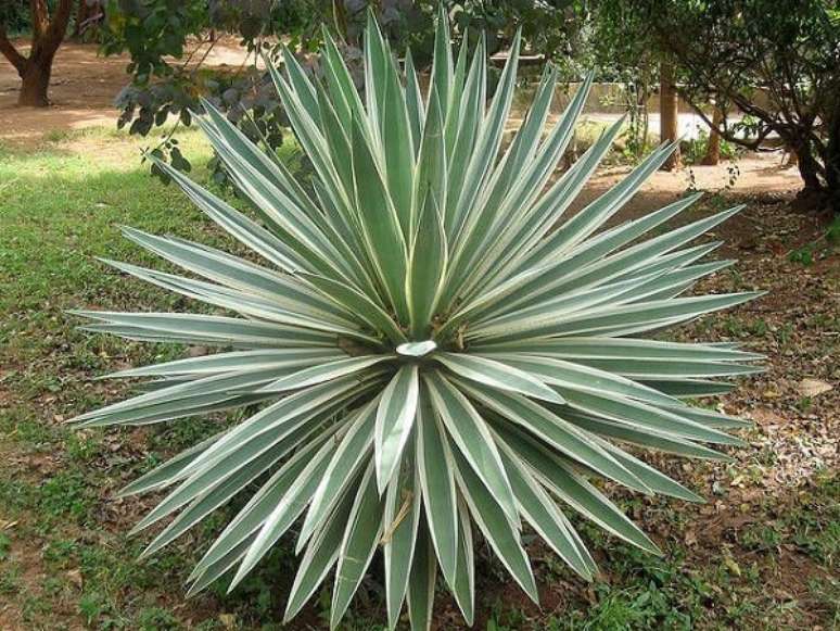 2. A Agave é uma excelente planta para ser cultivada sob sol pleno. Fonte Pinterest