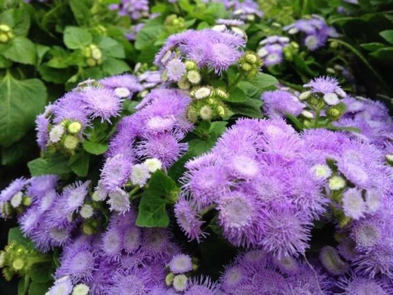 3. Agerato são flores de jardim que gostam de sol. Fonte: Pinterest