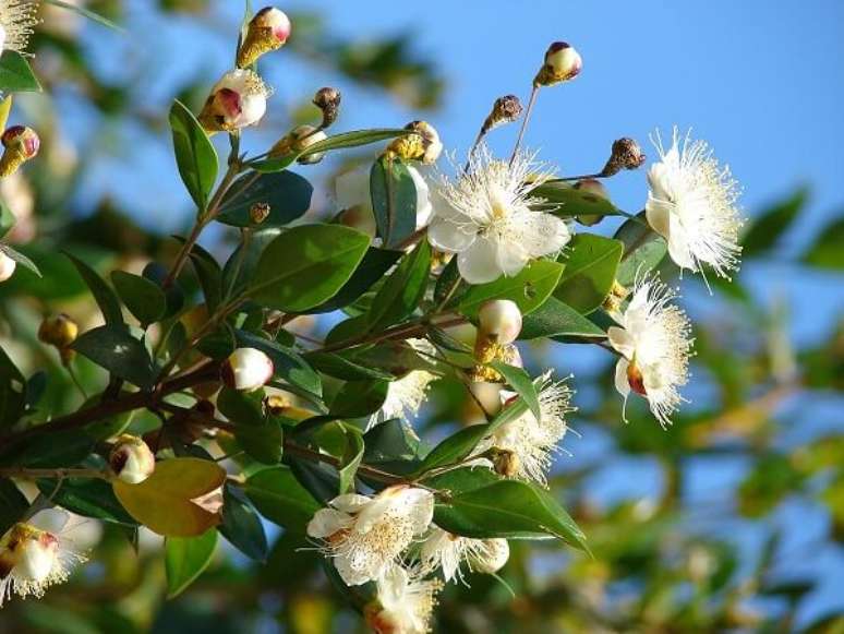 16. A Murta é uma das flores que gostam de muito sol. Fonte: Pinterest