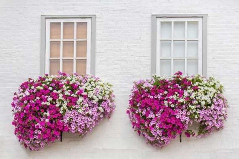17. As petúnias são também flores de vaso que gostam de sol. Fonte: Pinterest