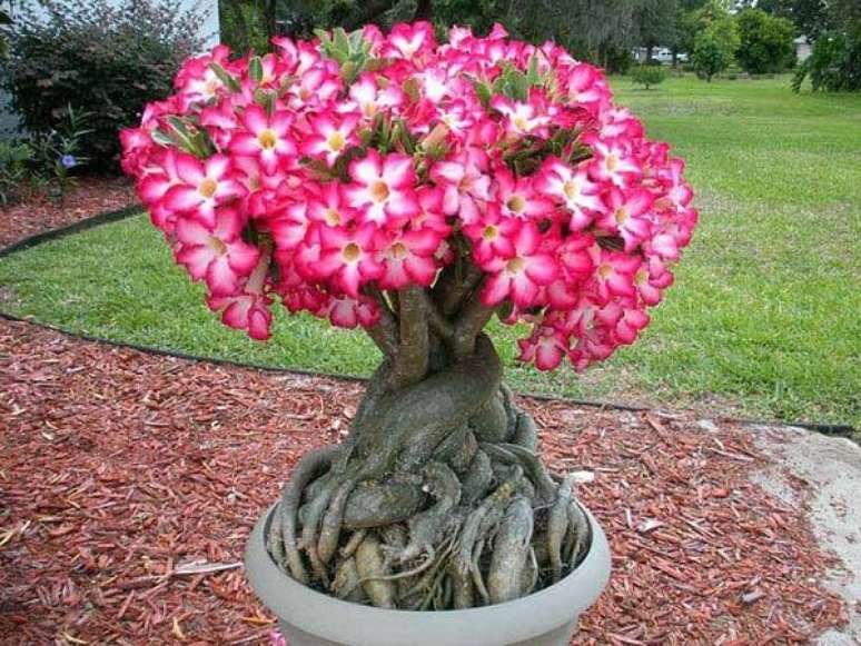 20. A Rosa do Deserto é uma das plantas com flores que gostam de sol. Fonte: Pinterest