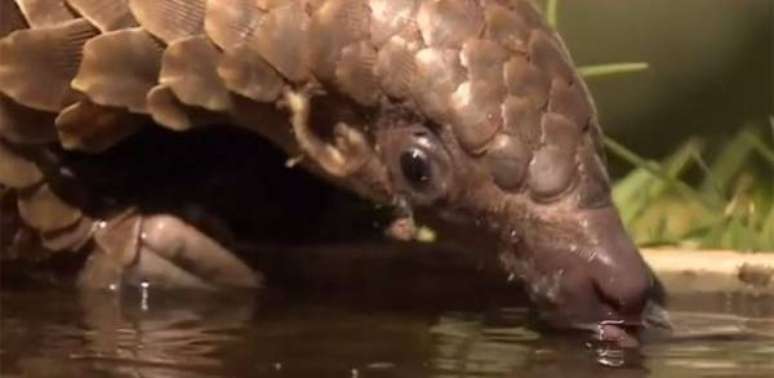 Pesquisadores tentam identificar qual animal seria o responsável