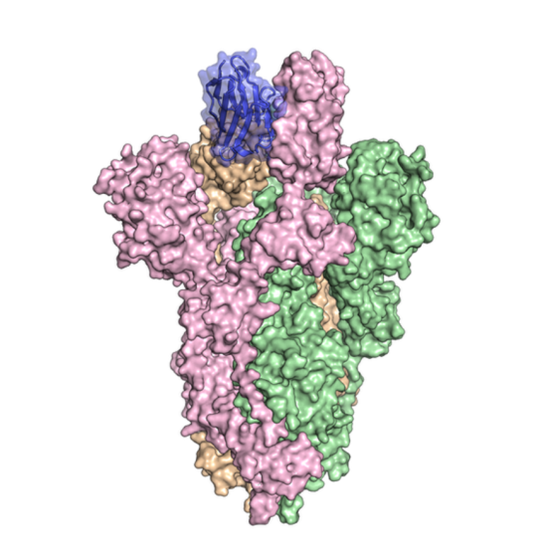 Os nanocorpos (em azul) se atrelam às proteínas do novo coronavírus (rosa, verde e laranja) e assim impedem que o vírus infecte a célula