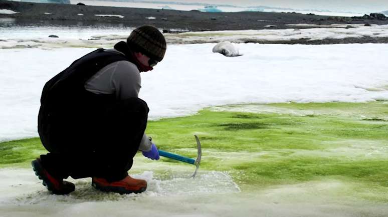 Pesquisador da Universidade de Cambridge coleta amostras de alga em ilha da Antártida
via REUTERS TV